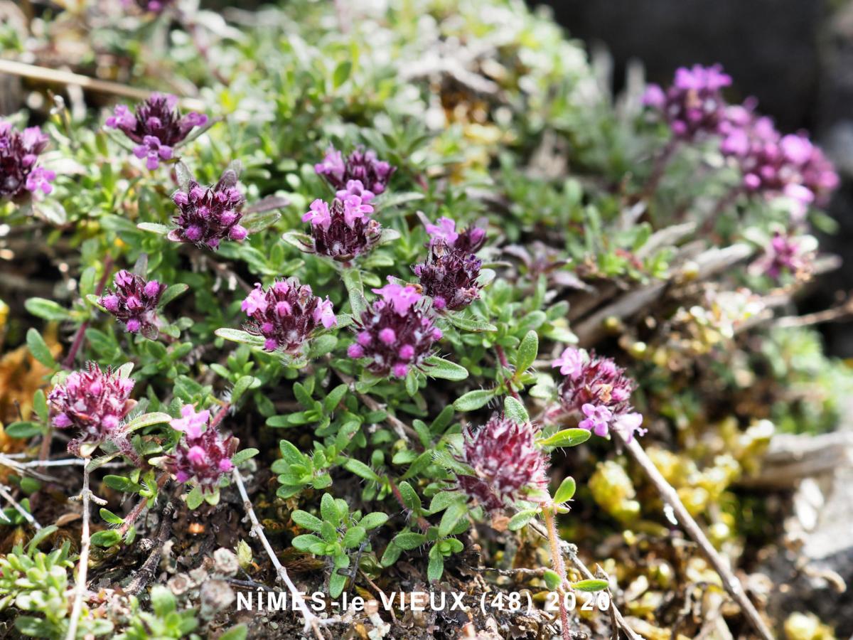 Thyme, (Dolomite) plant